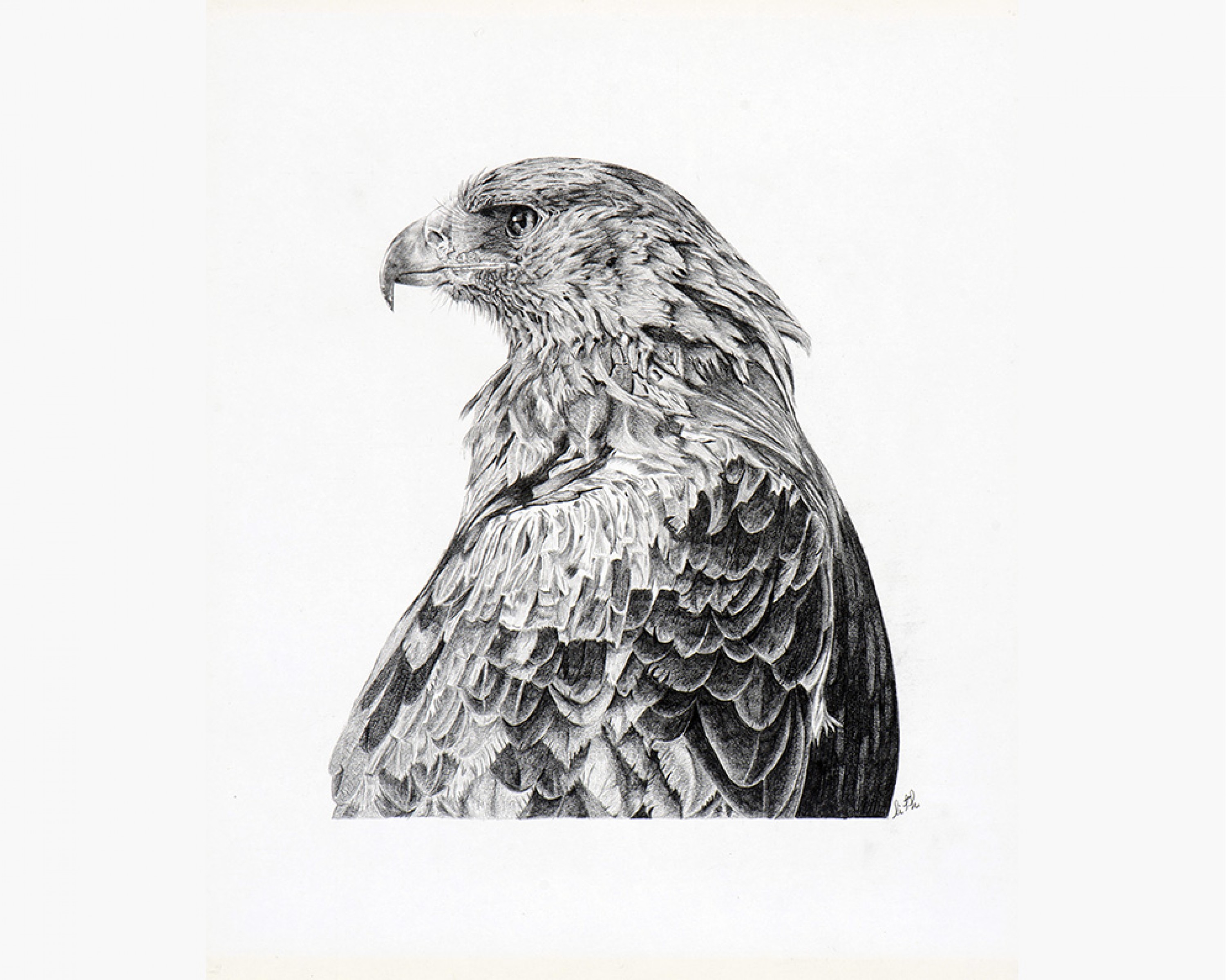Oeuvre originale Aigle royal (Aquila chrysaetos): Golden Eagle